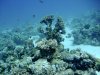 Dive image