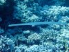 Dive image