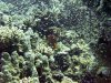 Dive image