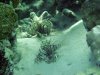 Dive image
