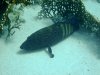 Dive image