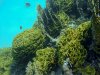 Dive image