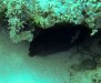 Dive image
