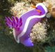 Dive image