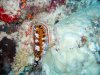 Dive image