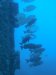 Dive image