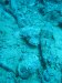 Dive image