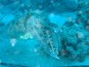 Dive image