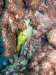 Dive image