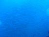 Dive image