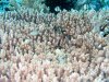 Dive image