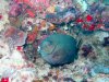 Dive image