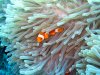 Dive image