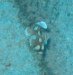 Dive image