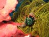 Dive image