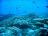 Dive image