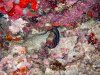 Dive image