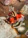 Dive image