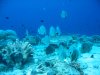 Dive image