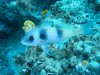 Dive image