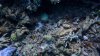 Dive image