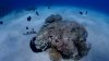 Dive image
