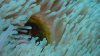 Dive image
