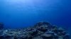 Dive image