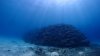 Dive image