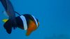 Dive image