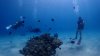 Dive image