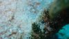 Dive image