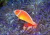Dive image