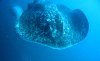 Dive image