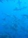 Dive image