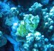 Dive image