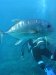 Dive image